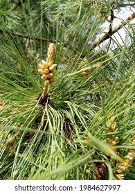 The Cluster Pine (pinus Pinaster) Young Cone