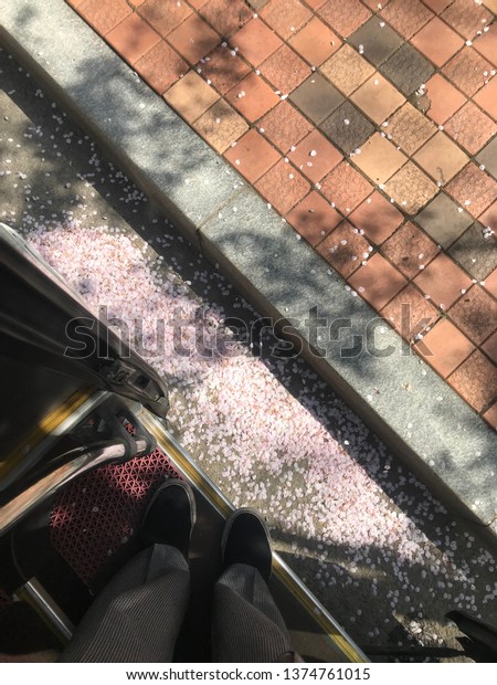 A cluster of\
Pink cherry blossoms petals under my foot swirl in spring breeze on\
the road shadow is drawn
