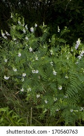 Cluster Pink Flower Licorice (Glycyrrhiza) On Meadow