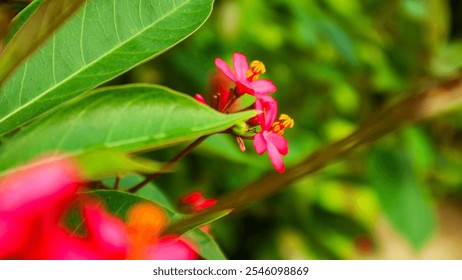 Cluster of pink flowers with yellow centers, macro photography - Powered by Shutterstock