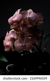 Cluster Of Pink Orchids Against A Dark Background With Dramatic Studio Lighting