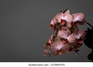 Cluster Of Pink Orchids Against A Dark Background With Dramatic Studio Lighting