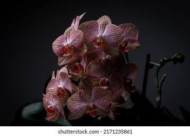 Cluster Of Pink Orchids Against A Dark Background With Dramatic Studio Lighting