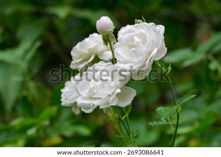 Cluster of pristine white shrub rose 'Sea Foam'in full bloom, their delicate petals glowing against soft, blurred green garden backdrop, with single unopened bud adding anticipation