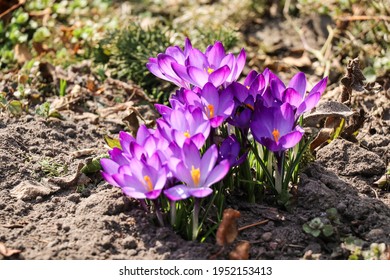 Cluster Of Purple Crocus Vernus Flowers In A Sunny Meadow