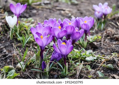 Cluster Of Purple Crocus Vernus Flowers In A Sunny Meadow