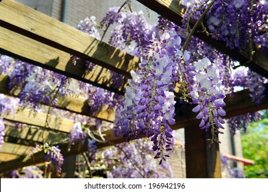 A Cluster Of Purple And White Climbing Flowers Hanging From A Wooden Frame.