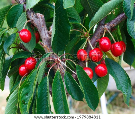 Similar – Image, Stock Photo Cherries (shortly before harvest)