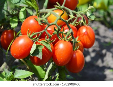 A Cluster Of Red Plum, Roma, Paste Tomatoes On A Tomato Plant Growing In A Vegetable Garden Promises Good Tomato Harvest.