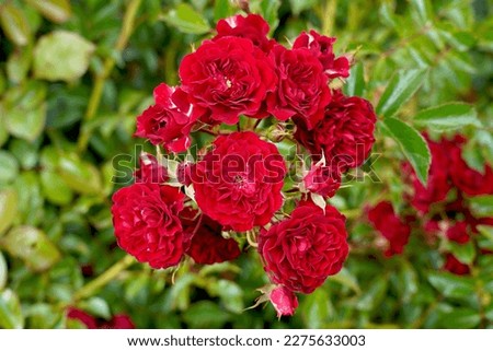 A cluster of red rose blooms. Rosa 'Crimson Siluetta' (Korsilu06).  A climbing rose bred by Kordes Roses.