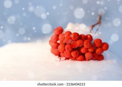 Cluster Of Red Rowan Berries On Snow Outdoors, Space For Text. Bokeh Effect