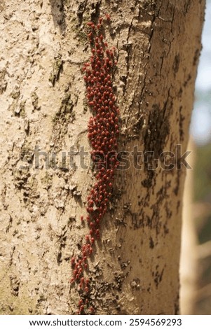 The cluster of redbugs is roaming in lines on the trunk of the tree