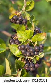 Cluster Ripe Aronia (Aronia Arbutifolia) On Bush