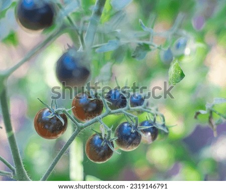 Cluster of ripe Midnight Snack Tomato, an indigo-type cherry tomatoes purplish-brown, red centers color show healthy antioxidants anthocyanins backyard garden in Dallas, Texas, USA. Homegrown food