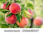 Cluster of ripe, red apples hanging from a tree branch