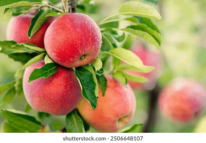 Cluster of ripe, red apples hanging from a tree branch