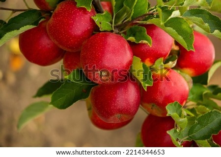 Cluster of ripe, red apples still on the tree waiting to be picked.