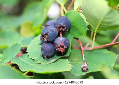 A Cluster Of Ripe Saskatoon Berries Hanging In Summer