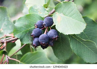 A Cluster Of Ripe Saskatoon Berries Hanging In Summer