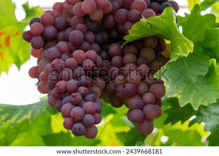 A cluster of ripe vibrant red grapes. The purple color of the organic seedless grapes is growing and hanging on a fruit plant. The grape leaves on the plant are smooth and large with toothed edges.