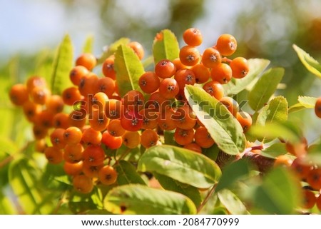 Cluster of ripening rowan berries, nature bokeh. High quality photo