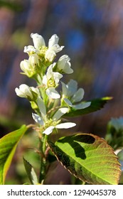 A Cluster Of Saskatoon Serviceberry Blossoms Against A Blurred Blue Background