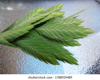 Cluster Of Sea Oat Seeds