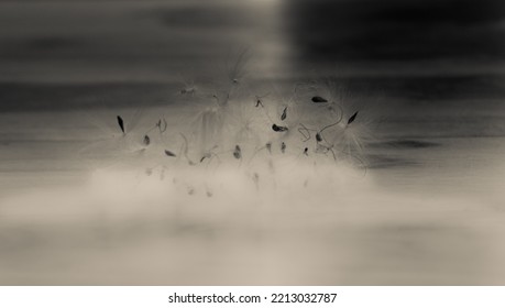 Cluster Of Seasonal Seed Heads In Muted Tones