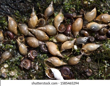 Cluster of shells of the dead snails on the bottom of the dried-out waterbody