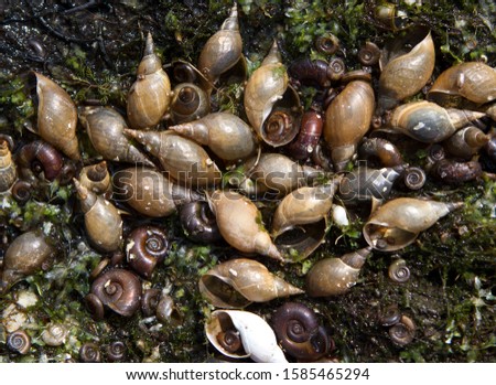 Cluster of shells of the dead snails on the bottom of the dried-out waterbody