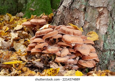A cluster of shrooms growing from a pine trunk. It is most likely Armillaria ostoyae. It is an edible mushroom in Poland.