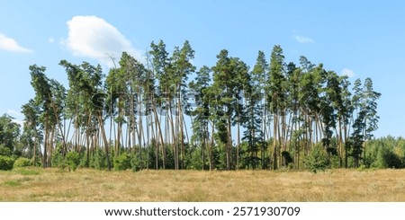Similar – Image, Stock Photo Cluster of tall pine trees growing in national park forest against blue sky