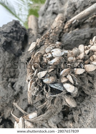 Cluster of Small Bivalve Shells Attached to Driftwood in a Mangrove Ecosystem