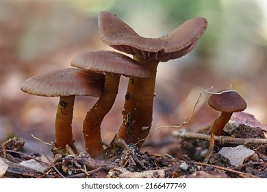 Cluster Of Small Brown Fungi Growing On The Rainforest Floor