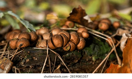 A cluster of small brown mushrooms grows on a decaying mossy log amidst fallen pine needles and autumn leaves in a forest. Sharp detail with natural bokeh background.