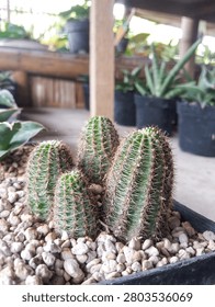 A cluster of small columnar cacti (Echinopsis) growing in a black container filled with white pumice stone topping at a plant market.