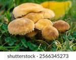 A cluster of small orange mushrooms growing together among green grass stems. The caps of the fungus are covered in tiny dots and scales with an autumn leaf in soft focus behind.