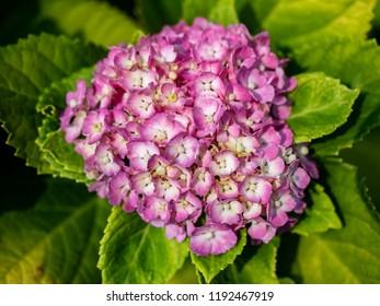 a cluster of small pink hydrangea flowers in bloom in a park in central Kanagawa, Japan