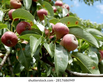 A cluster of small, reddish-pink pears hangs from a tree branch amidst green leaves under a blue sky. The pears are round with a slight taper and show some blemishes on their skin.