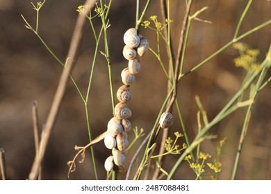 A cluster of small snails clinging to slender, green stems of plants in a natural setting. The snails, with their spiral shells, are grouped closely together, creating a visually interesting pattern.  - Powered by Shutterstock