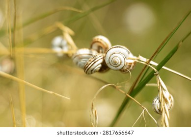 Cluster of Small Snails Resting on Grass Stems.