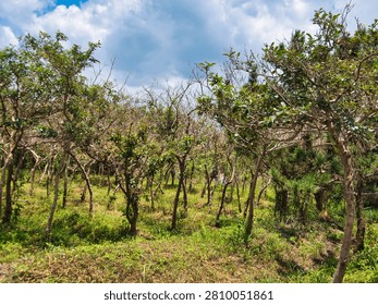 A cluster of sparse, weathered trees grows on a grassy hillside under a partly cloudy blue sky. The scene captures a rural landscape with slender tree trunks and thin foliage during the daytime.