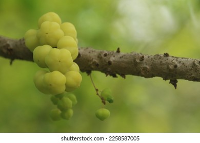 a cluster of star gooseberry on twig showing the ripe and the young ones - Shutterstock ID 2258587005