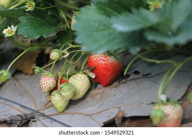 Cluster of strawberries ripening on the vine. - Shutterstock ID 1549529321