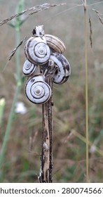 Cluster of striped snail shells attached to a dried plant stem in a natural meadow habitat. Close-up wildlife scene showing land snails resting during dry summer conditions