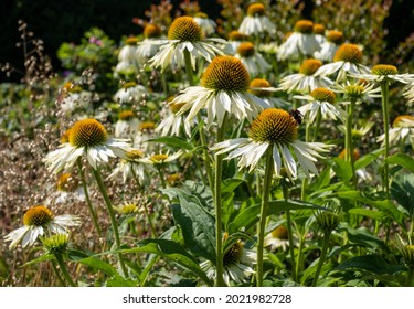 Cluster of stunning white and yellow echinacea purpurea White Swan flowers, also known as coneflowers or rudbeckia. The perennial flowers were photographed in mid summer in a garden in Surrey UK. 