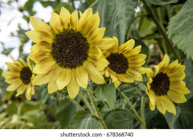 Cluster Of Sunflowers In Caddo Parish Countryside