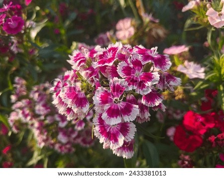A cluster of Sweet William flowers, also known as Dianthus barbatus, showcases vibrant hues ranging from deep magenta to delicate pinks and whites.