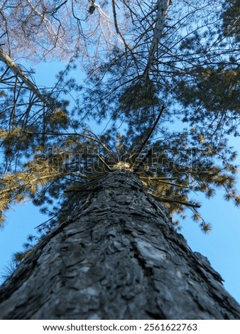 Similar – Image, Stock Photo Cluster of tall pine trees growing in national park forest against blue sky