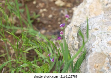 A Cluster Of Tiny Pale Purple Flowers